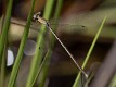 Lestes concinnus female-1